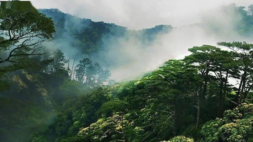 逃离奇异森林